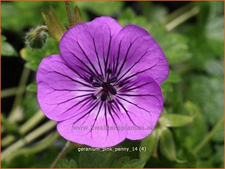 Geranium &#039;Pink Penny&#039; | Ooievaarsbek