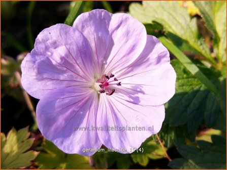 Geranium &#039;Lilac Ice&#039; | Ooievaarsbek, Tuingeranium