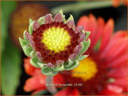 Gaillardia &#039;Burgunder&#039; | Kokardebloem