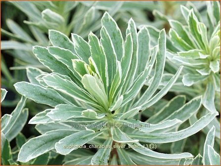 Euphorbia characias &#039;Silver Swan&#039; | Wolfsmelk | Palisaden-Wolfsmilch