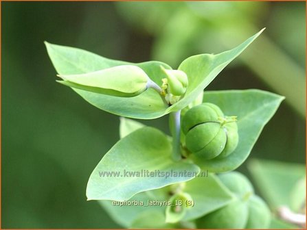 Euphorbia lathyris | Kruisbladwolfsmelk, Mollenplant, Wolfsmelk