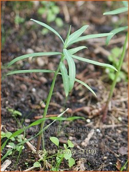 Euphorbia lathyris | Kruisbladwolfsmelk, Mollenplant, Wolfsmelk