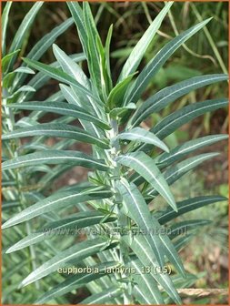 Euphorbia lathyris | Kruisbladwolfsmelk, Mollenplant, Wolfsmelk