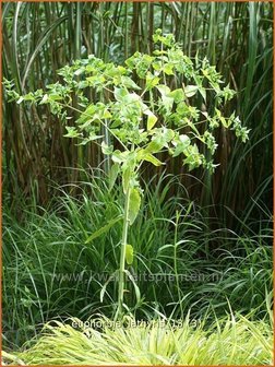 Euphorbia lathyris | Kruisbladwolfsmelk, Mollenplant, Wolfsmelk