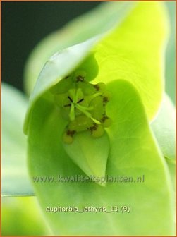 Euphorbia lathyris | Kruisbladwolfsmelk, Mollenplant, Wolfsmelk