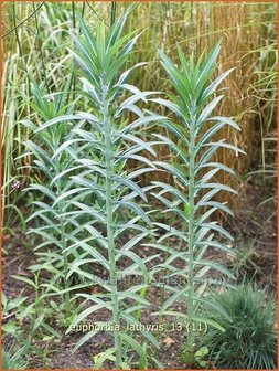 Euphorbia lathyris | Kruisbladwolfsmelk, Mollenplant, Wolfsmelk