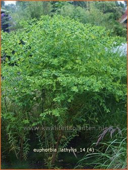 Euphorbia lathyris | Kruisbladwolfsmelk, Mollenplant, Wolfsmelk