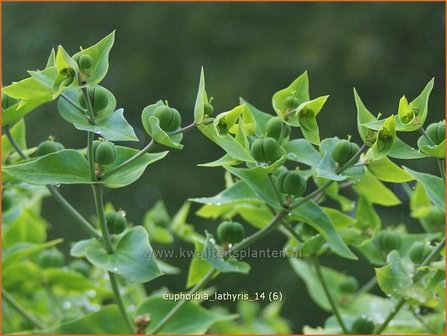 Euphorbia lathyris | Kruisbladwolfsmelk, Mollenplant, Wolfsmelk