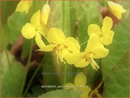 Epimedium perralderianum | Elfenbloem