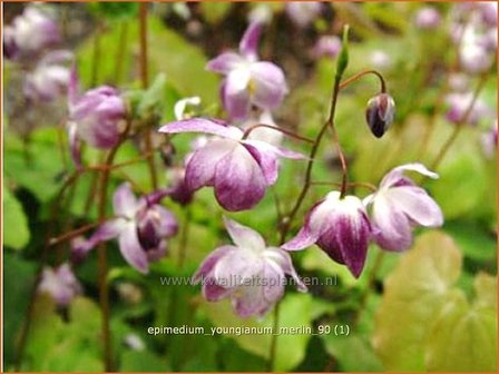 Epimedium youngianum &#039;Merlin&#039; | Elfenbloem