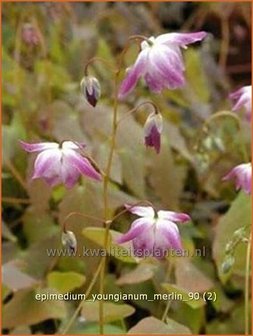 Epimedium youngianum &#039;Merlin&#039; | Elfenbloem