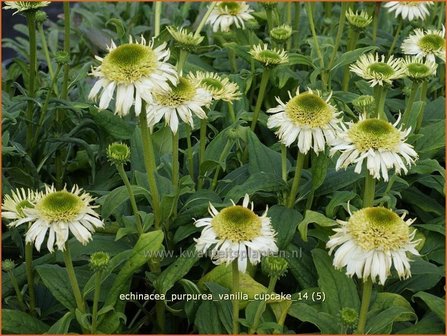 Echinacea purpurea &#039;Vanilla Cupcake&#039; | Zonnehoed