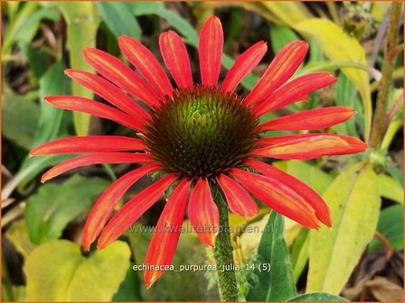 Echinacea purpurea &#039;Julia&#039; | Zonnehoed