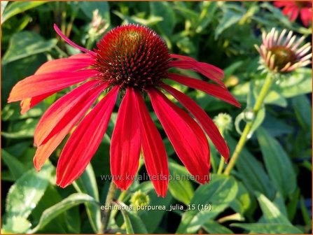 Echinacea purpurea &#039;Julia&#039; | Zonnehoed