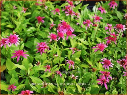 Echinacea purpurea &#039;Pink Double Delight&#039; | Zonnehoed