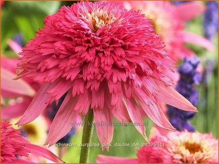 Echinacea purpurea &#039;Pink Double Delight&#039; | Zonnehoed