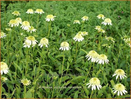 Echinacea purpurea &#039;Honeydew&#039; | Rode zonnehoed, Zonnehoed | Roter Sonnenhut