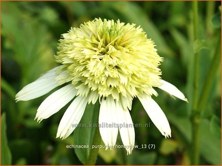 Echinacea purpurea &#039;Honeydew&#039; | Rode zonnehoed, Zonnehoed | Roter Sonnenhut