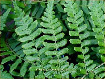 Dryopteris championii