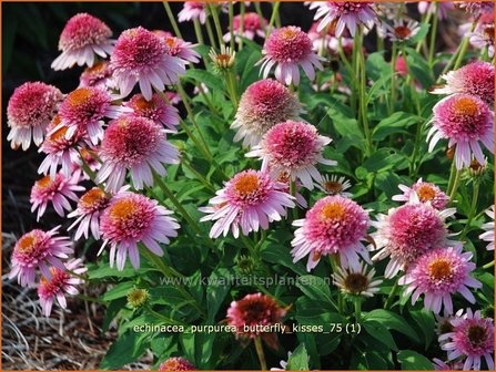 Echinacea purpurea &#039;Butterfly Kisses&#039; | Zonnehoed