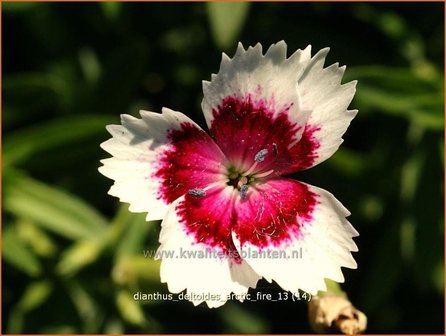 Dianthus deltoides &#039;Arctic Fire&#039; | Steenanjer, Anjer | Heidenelke