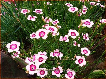 Dianthus deltoides &#039;Arctic Fire&#039; | Steenanjer, Anjer | Heidenelke