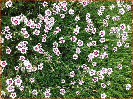 Dianthus deltoides &#039;Arctic Fire&#039; | Steenanjer, Anjer | Heidenelke