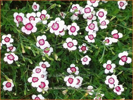 Dianthus deltoides &#039;Arctic Fire&#039; | Steenanjer, Anjer | Heidenelke