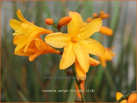 Crocosmia &#039;Twilight Fairy Gold&#039; | Montbretia