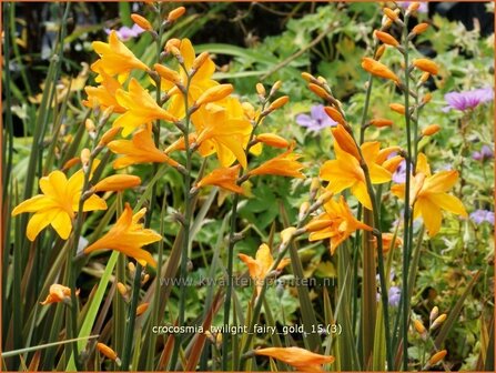 Crocosmia &#039;Twilight Fairy Gold&#039; | Montbretia