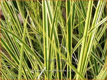 Carex brunnea &#039;Aureomarginata&#039; | Zegge