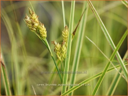 Carex brunnea &#039;Aureomarginata&#039; | Zegge