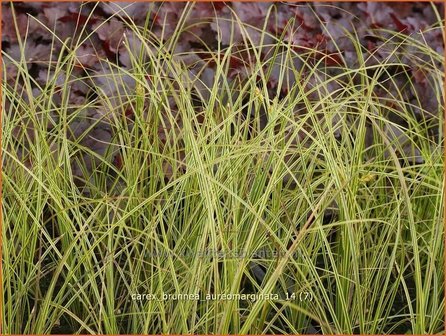 Carex brunnea &#039;Aureomarginata&#039; | Zegge