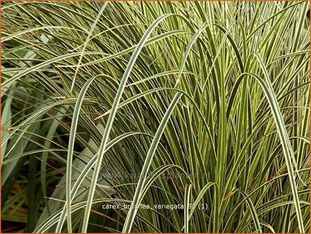 Carex brunnea &#039;Variegata&#039; | Zegge