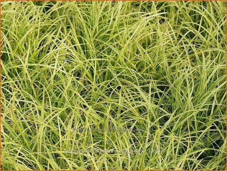 Carex dolichostachya &#039;Kaga-nishiki&#039; | Zegge