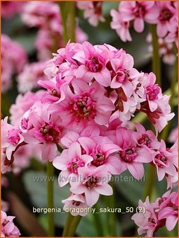 Bergenia &#039;Dragonfly Sakura&#039; | Schoenlappersplant, Olifantsoren