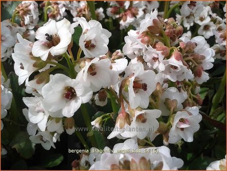 Bergenia &#039;Dragonfly Angel Kiss&#039; | Schoenlappersplant, Olifantsoren