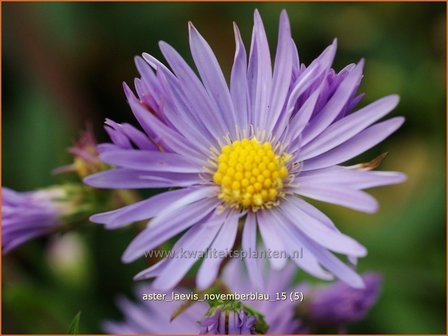 Aster laevis &#039;Novemberblau&#039; | Gladde aster, Aster