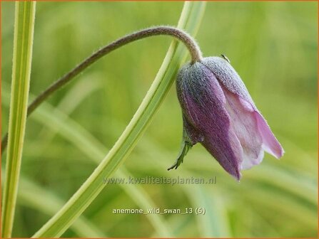 Anemone &#039;Wild Swan&#039; | Anemoon