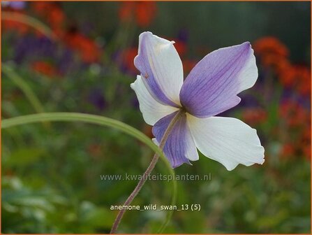 Anemone &#039;Wild Swan&#039; | Anemoon