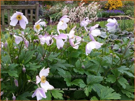 Anemone &#039;Wild Swan&#039; | Anemoon