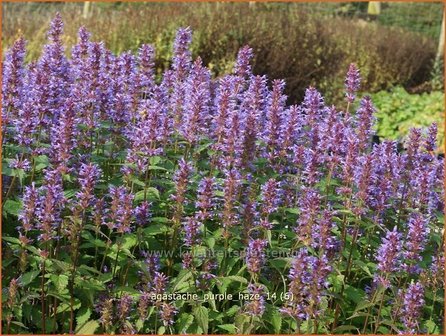 Agastache &#039;Purple Haze&#039; | Dropplant, Anijsnetel