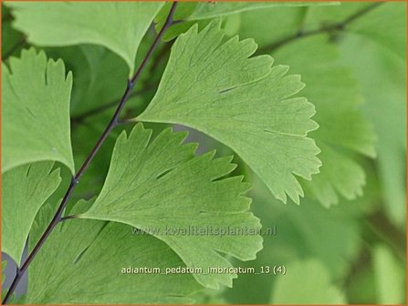 Adiantum pedatum &#039;Imbricatum&#039; | Venushaar, Hoefijzervaren, Vrouwenhaar