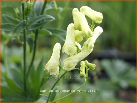 Aconitum septentrionale &#039;Ivorine&#039; | Monnikskap | Eisenhut