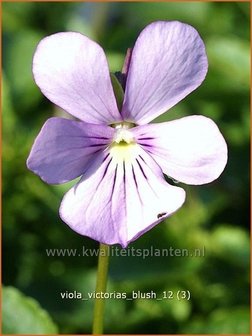 Viola cornuta &#039;Victoria&#039;s Blush&#039; | Hoornviooltje