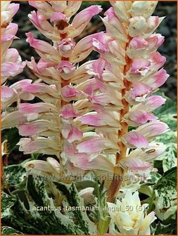 Acanthus &#039;Tasmanian Angel&#039; | Stekelige berenklauw