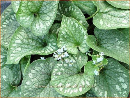 Brunnera macrophylla &#039;Emerald Mist&#039; | Kaukasische vergeet-mij-nietje