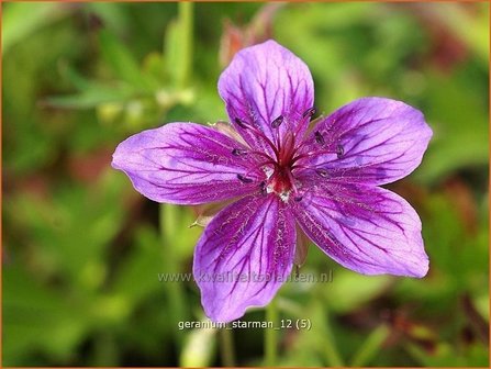 Geranium soboliferum &#039;Starman&#039; | Ooievaarsbek