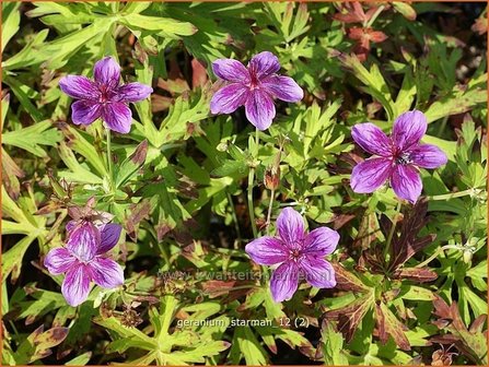 Geranium soboliferum &#039;Starman&#039; | Ooievaarsbek