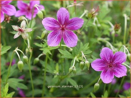 Geranium soboliferum &#039;Starman&#039; | Ooievaarsbek